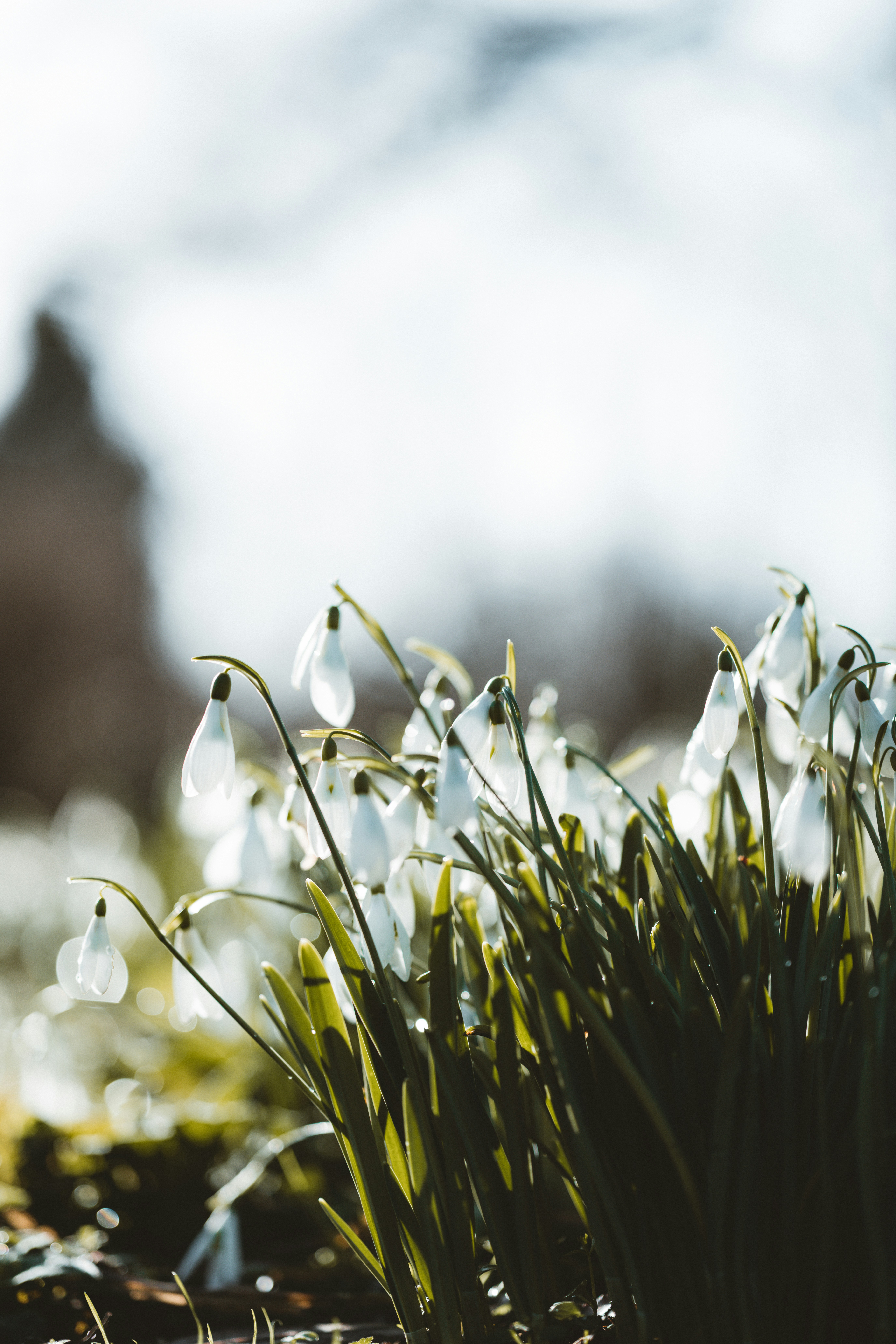 white flowers in tilt shift lens