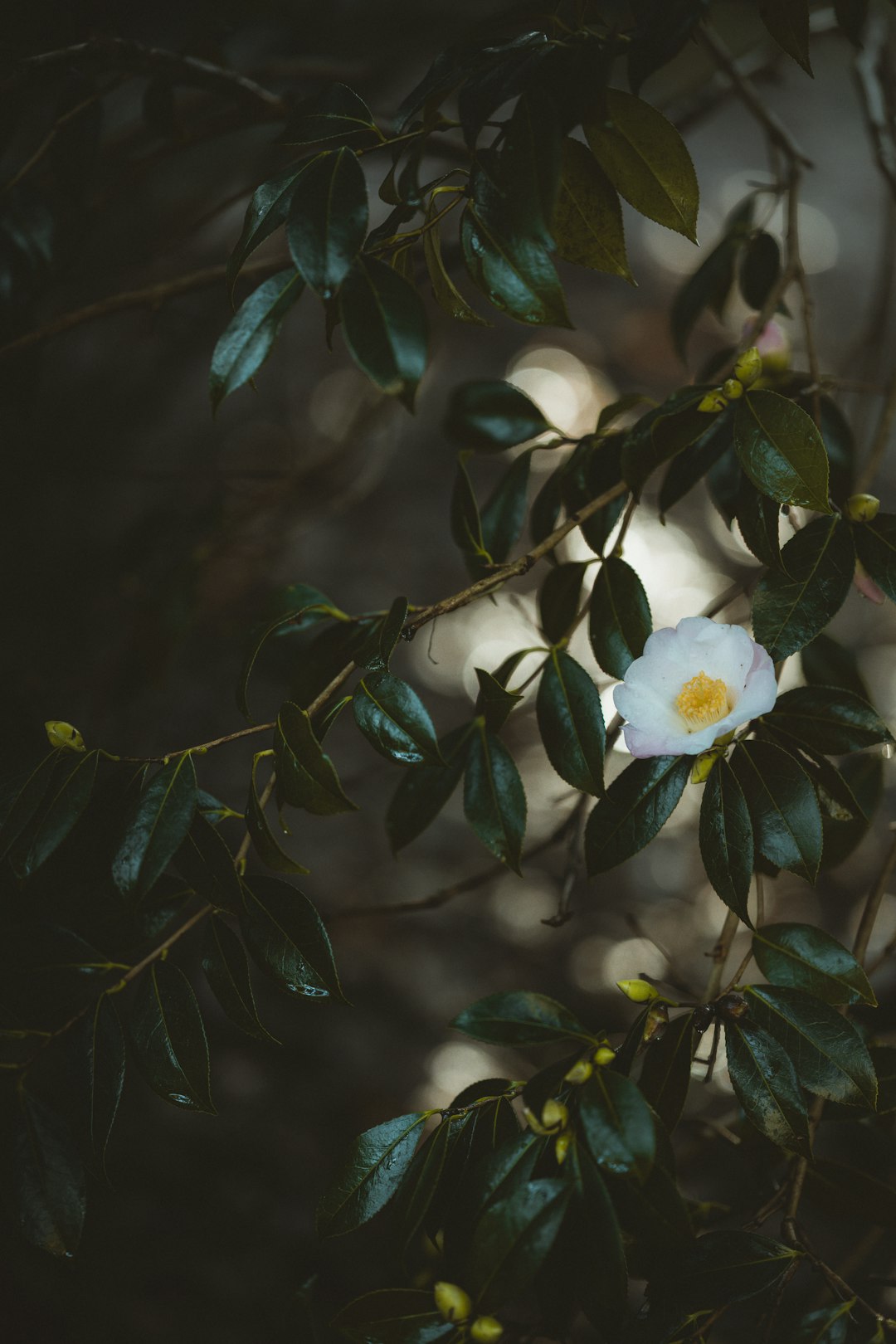 white flower with green leaves