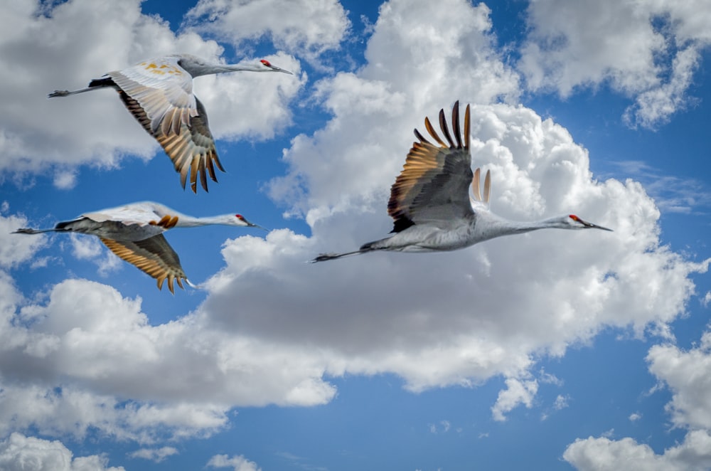 Weiße und schwarze Vögel, die tagsüber unter weißen Wolken fliegen