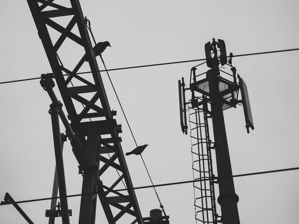 silhouette of birds on electric tower