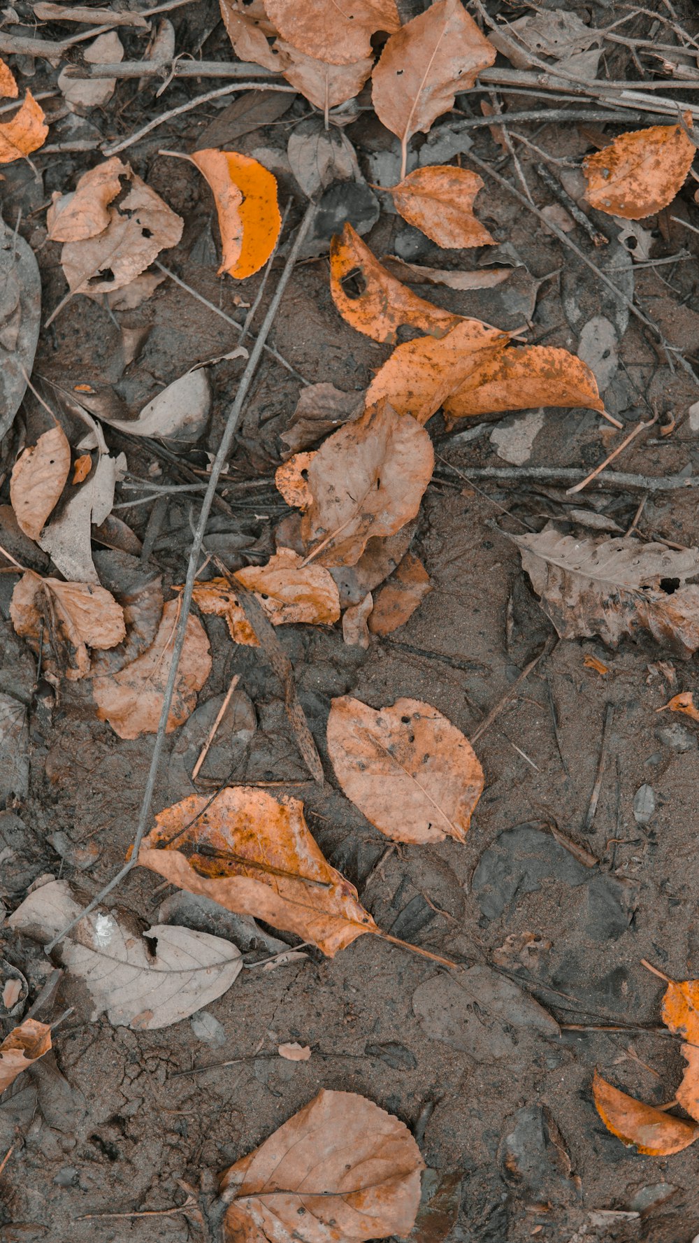 brown dried leaves on ground