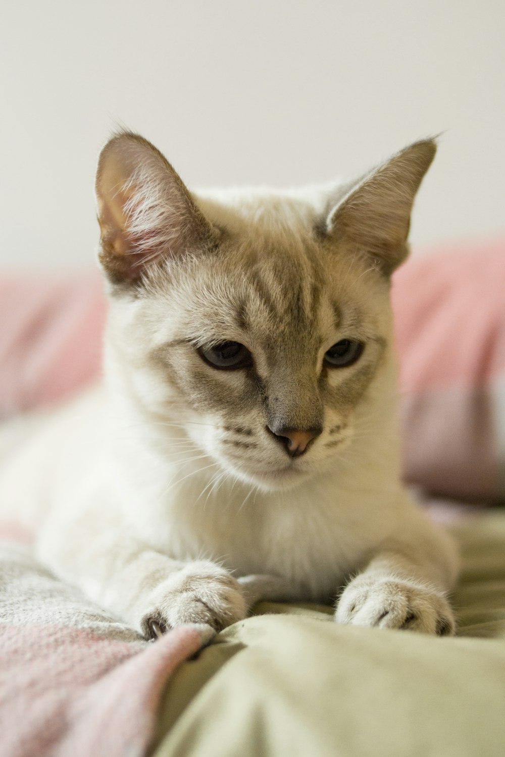 white and brown cat on white textile