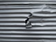 A sheet of corrugated metal with a noticeable tear in the center. The surface exhibits a series of parallel horizontal ridges, common in metal sheeting used for construction or roofing.