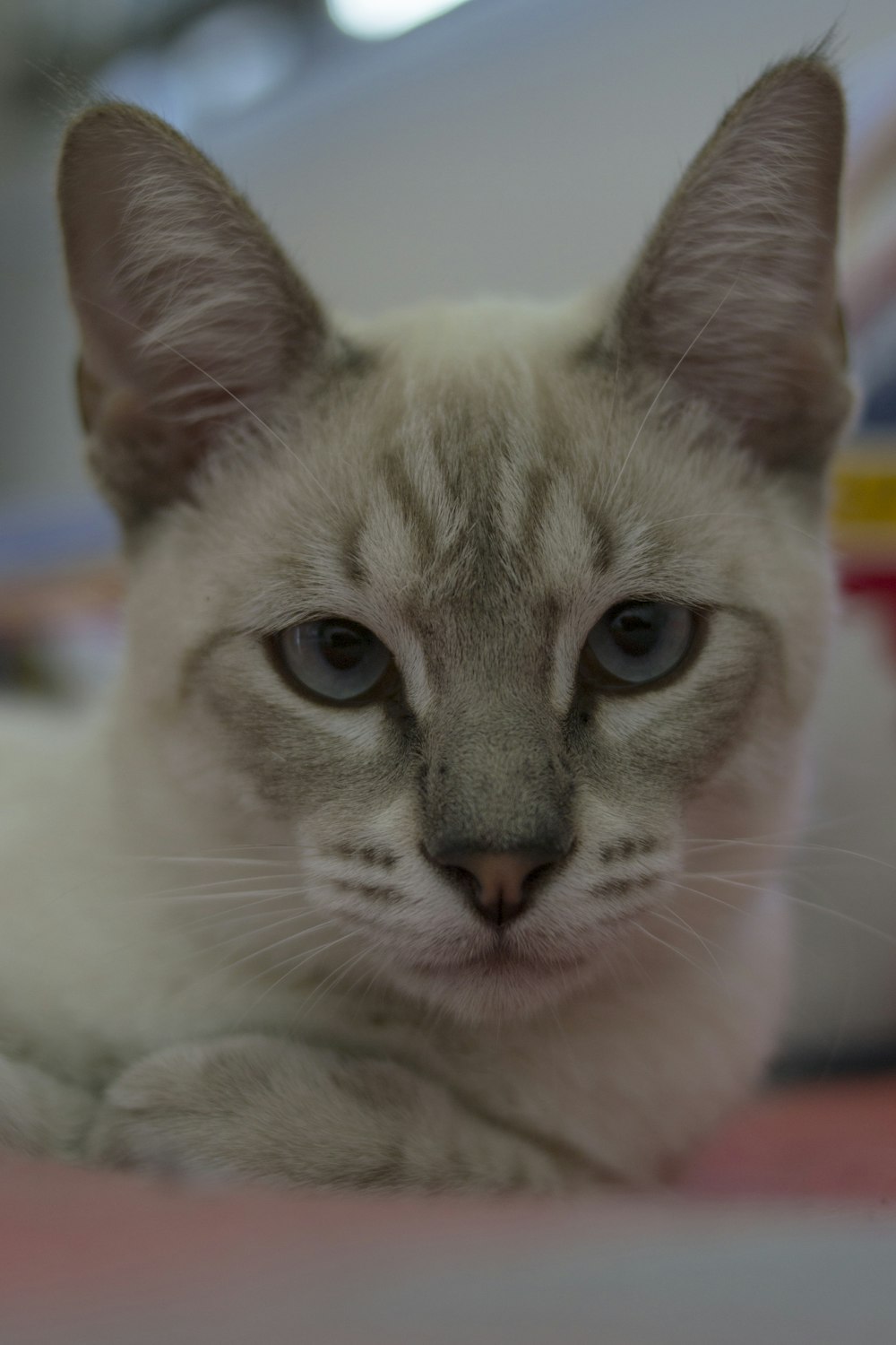 white and brown cat lying on white textile