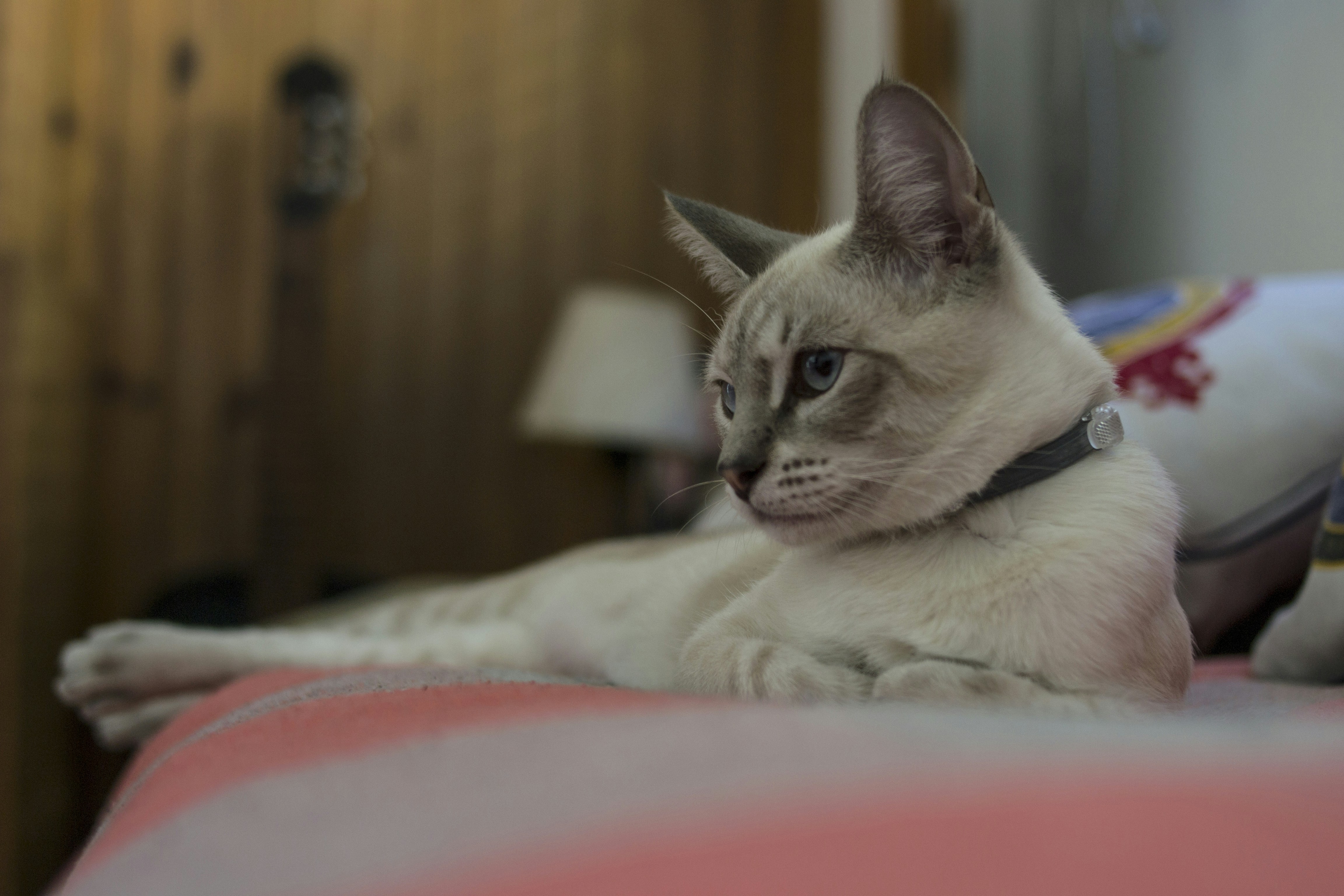 Photo by andivillarreal