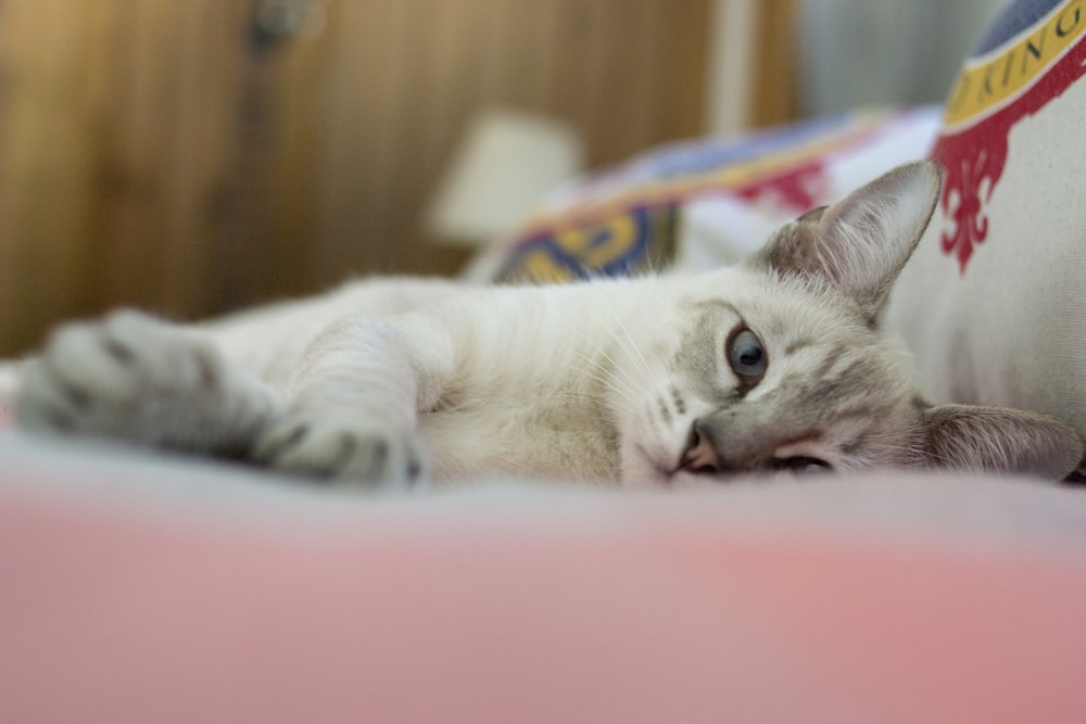 white cat lying on bed