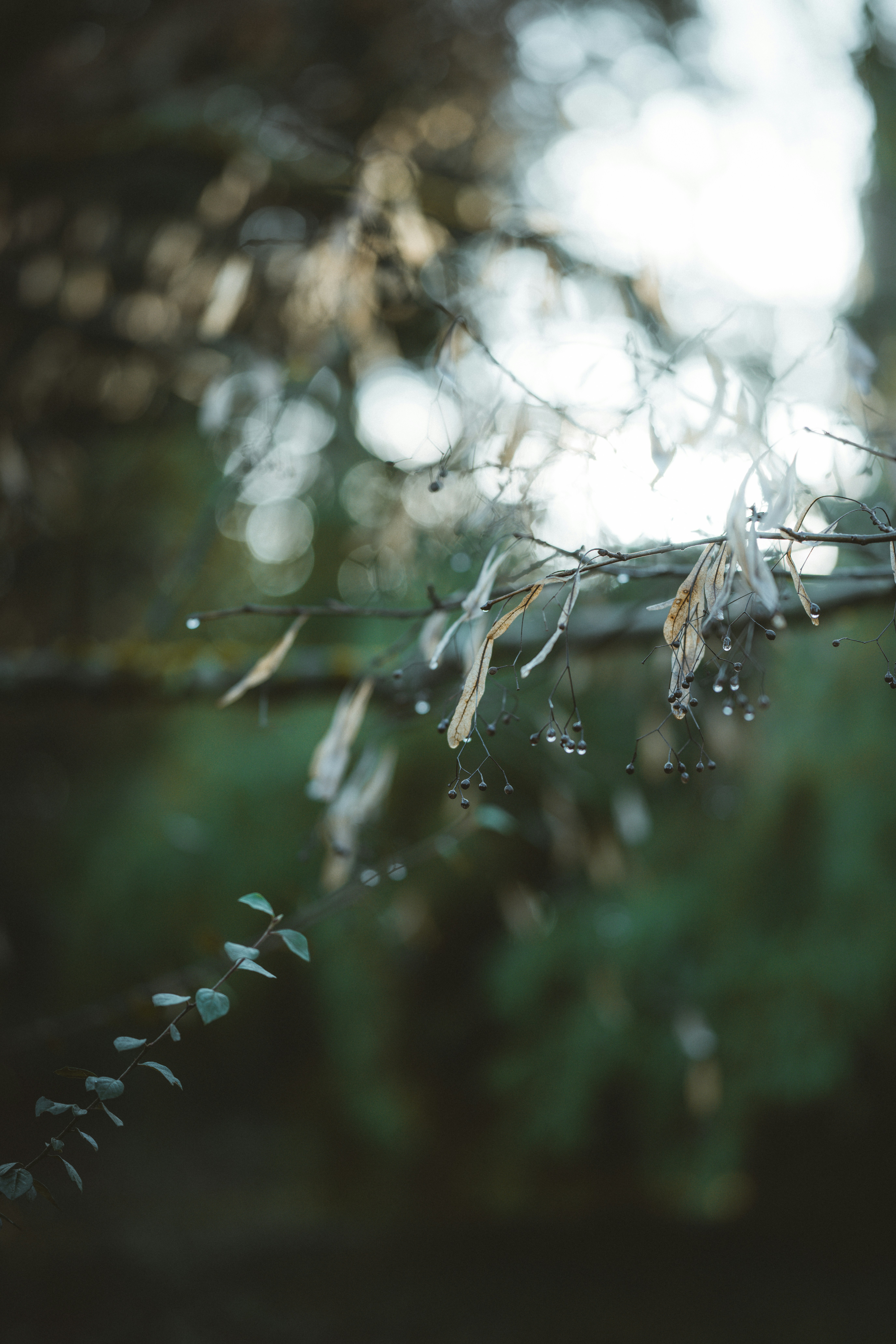 Photo by anniespratt