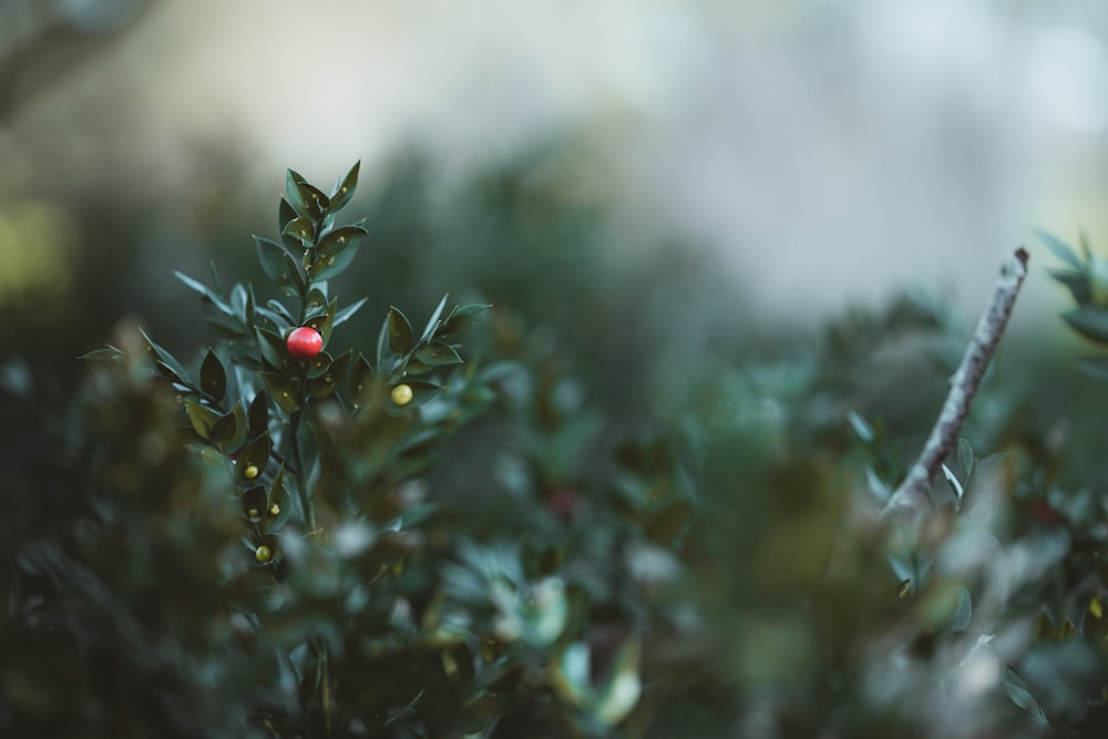 red round fruits on green plant