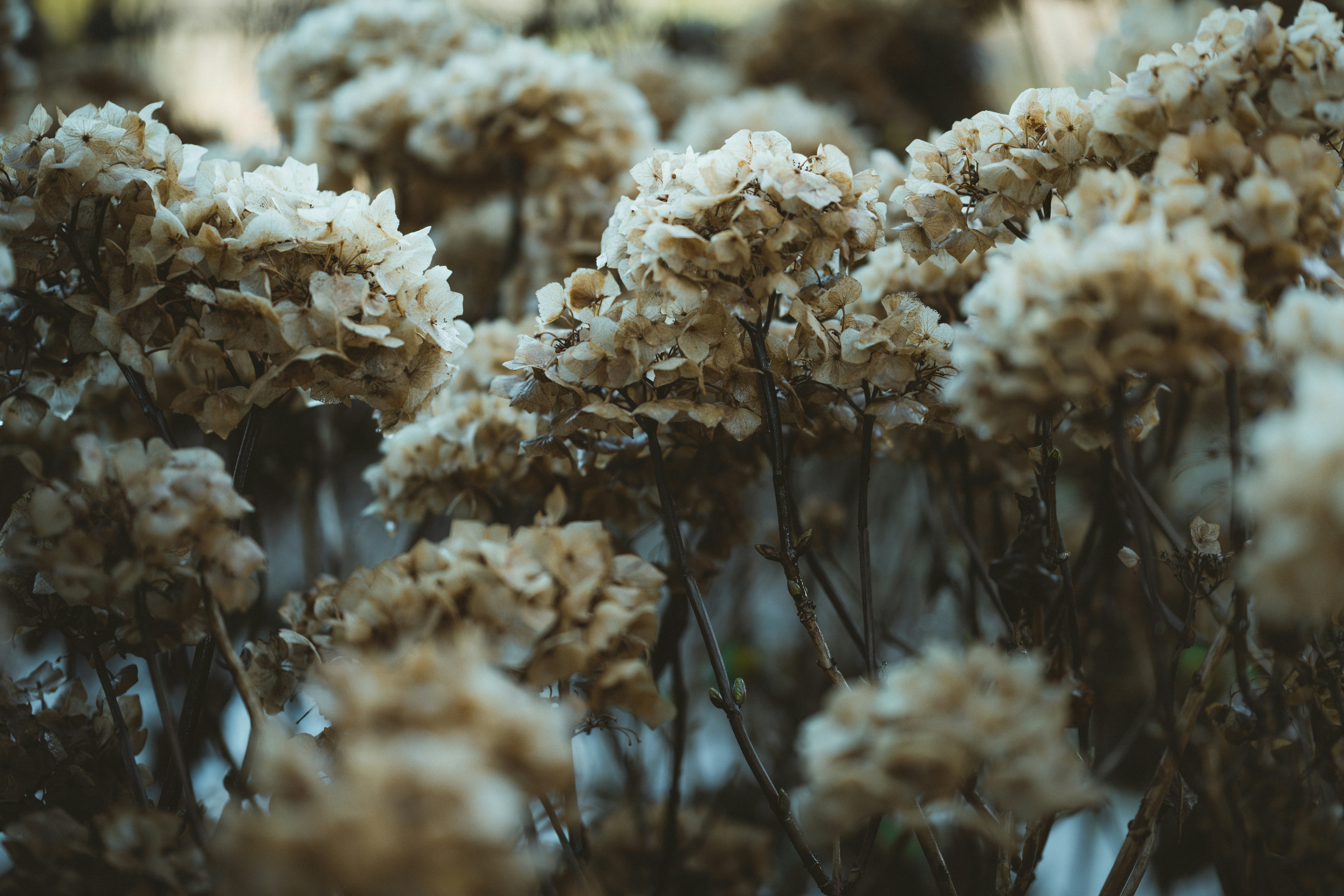 Photo by anniespratt