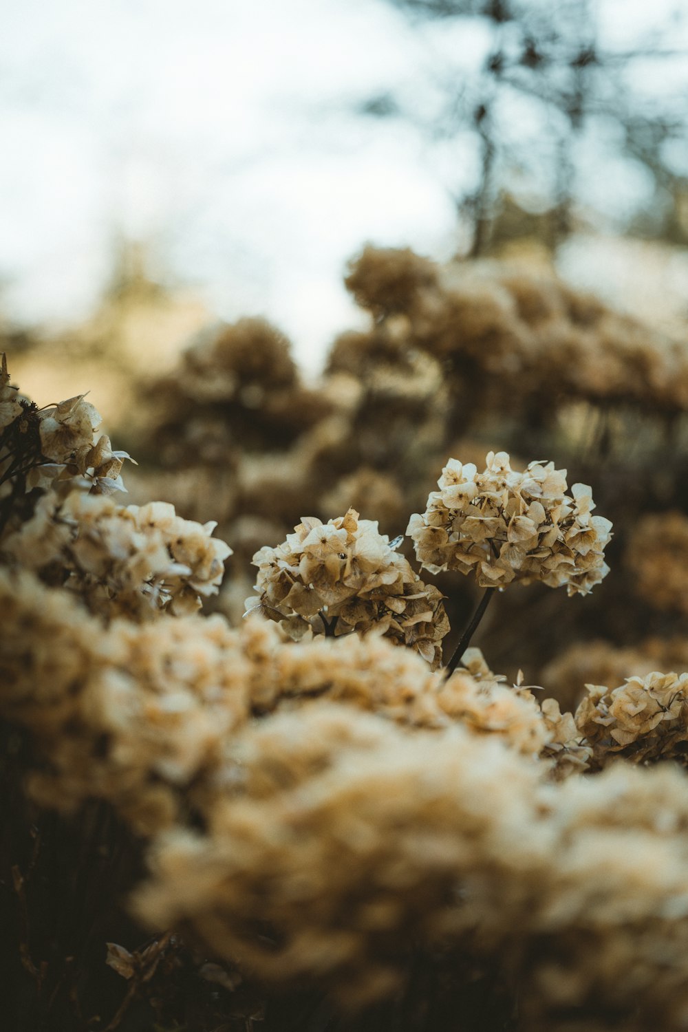 brown and white flower in tilt shift lens