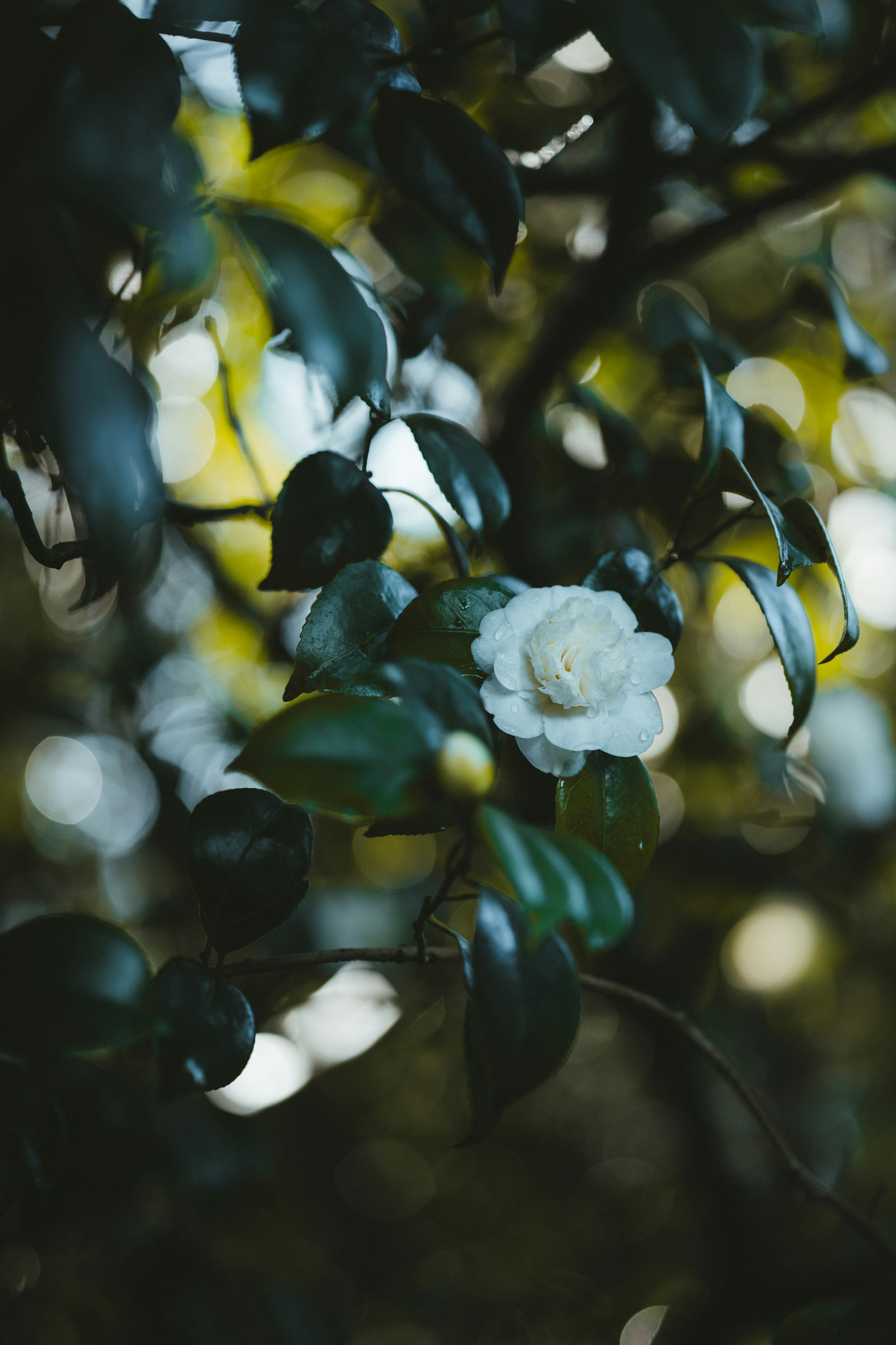 Photo by anniespratt