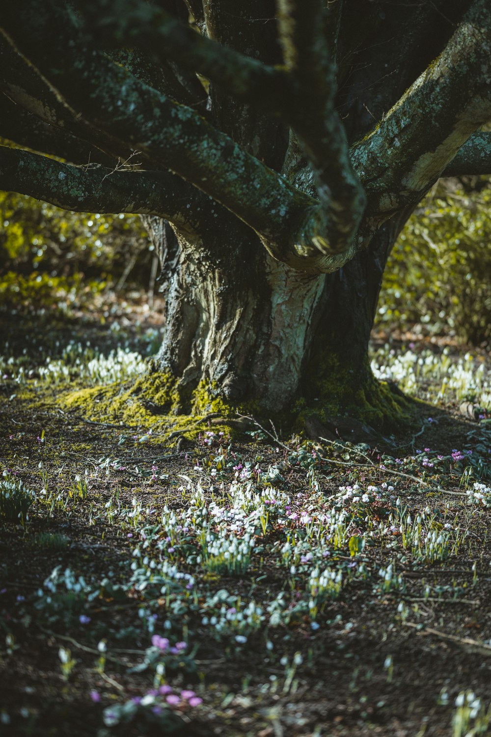 brown tree trunk surrounded by purple flowers