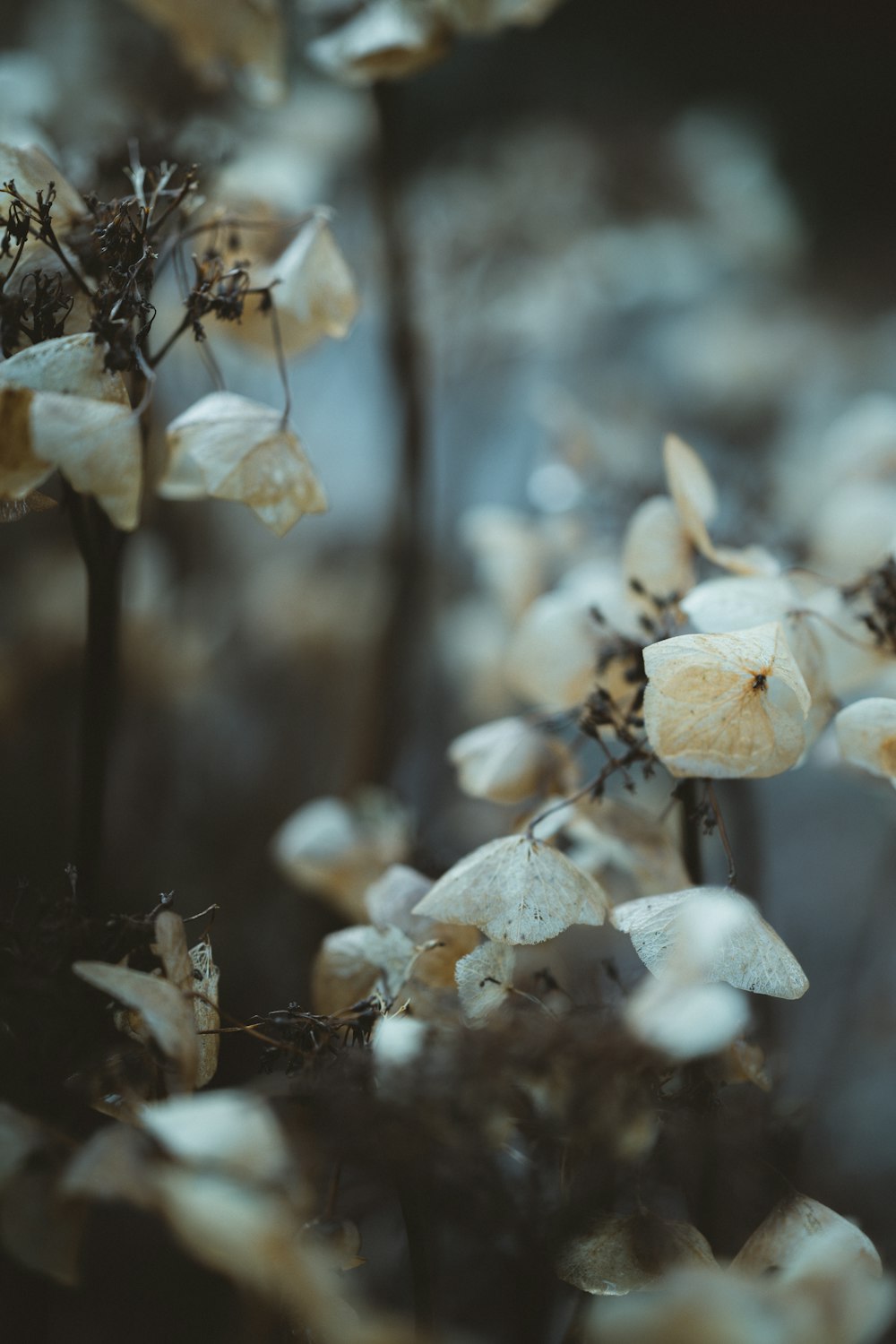 white flower in tilt shift lens