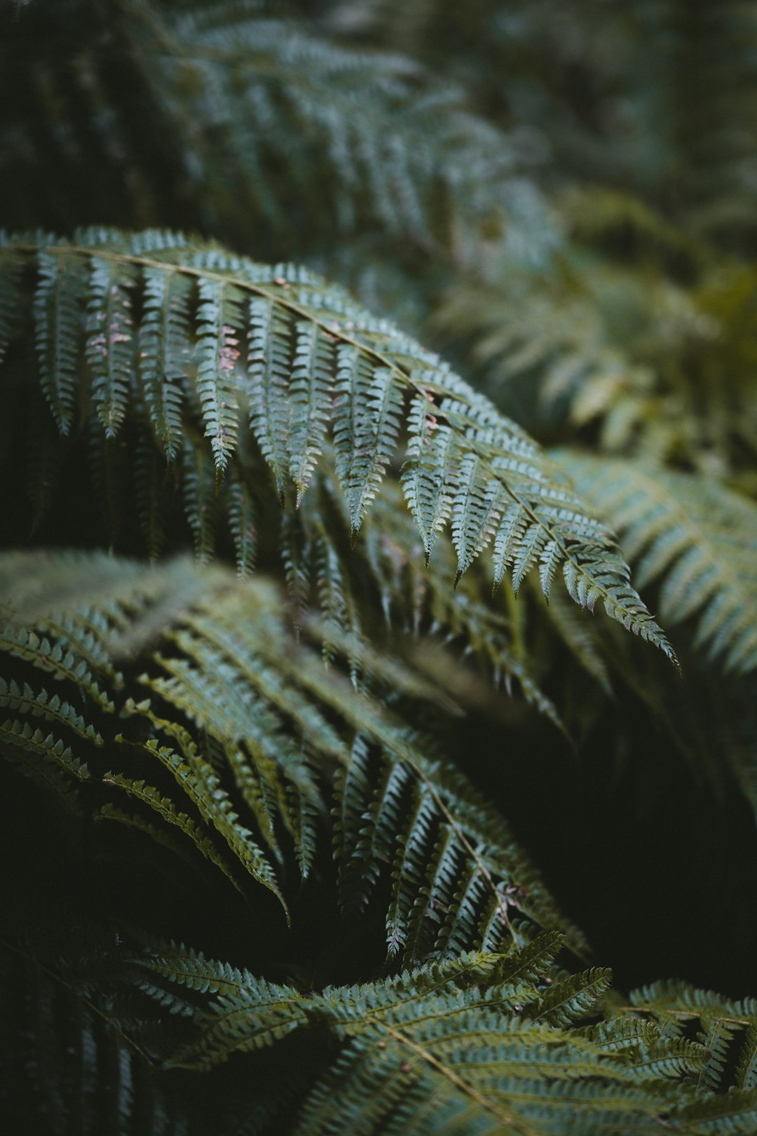 green fern plant in close up photography