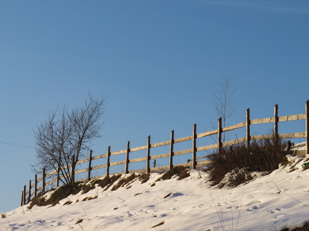 árvores nuas no chão coberto de neve sob o céu azul durante o dia