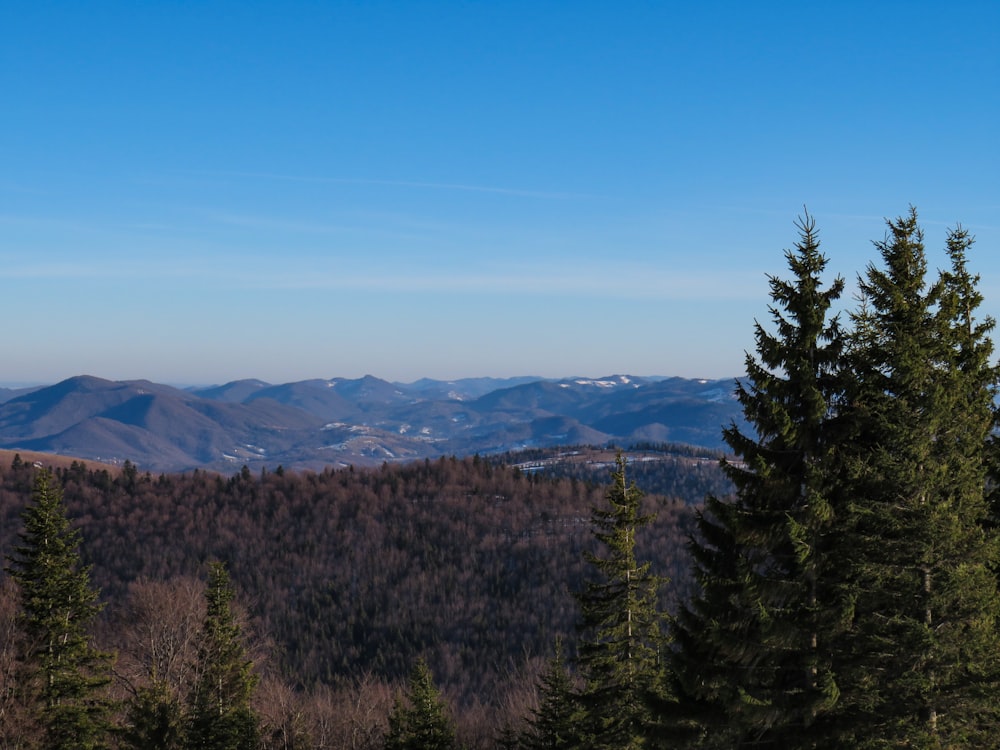 pins verts sur la montagne sous le ciel bleu pendant la journée