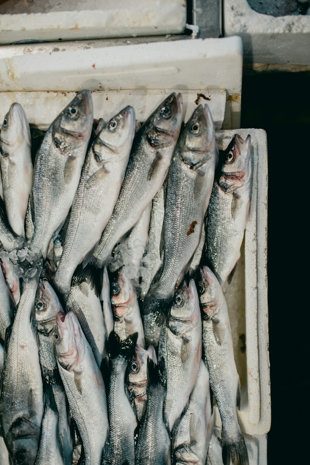 white and black fish on brown wooden crate