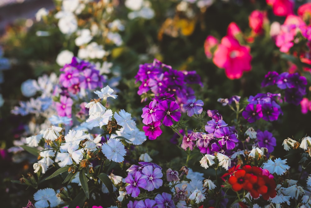 purple and white flowers in tilt shift lens