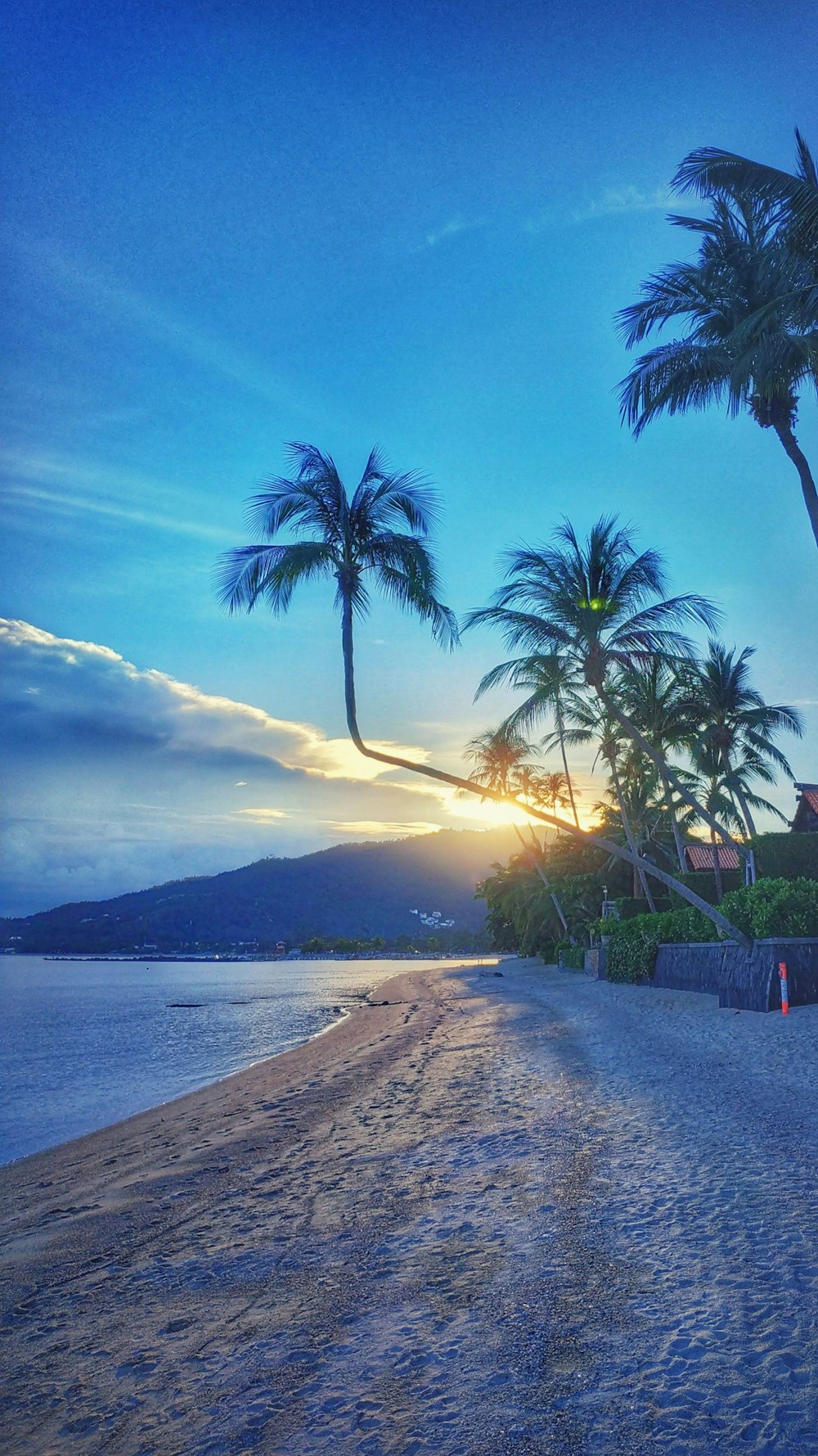 palm tree near body of water during daytime