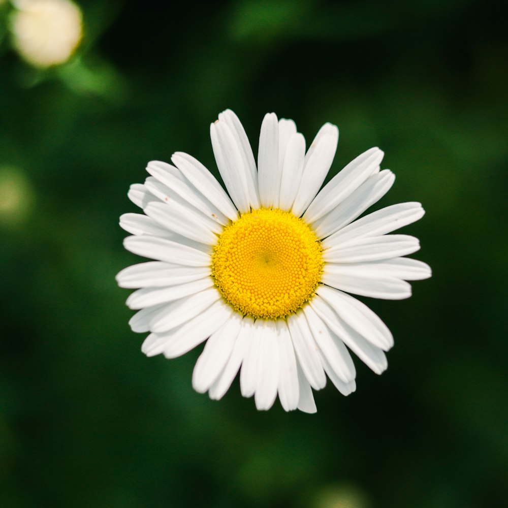white daisy in tilt shift lens