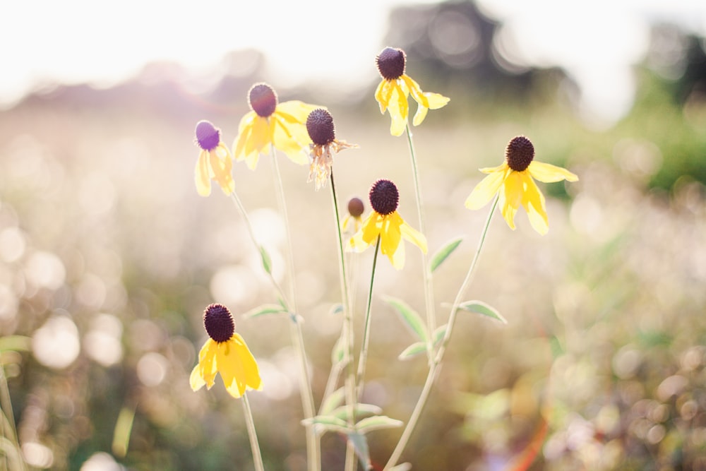 yellow flowers in tilt shift lens