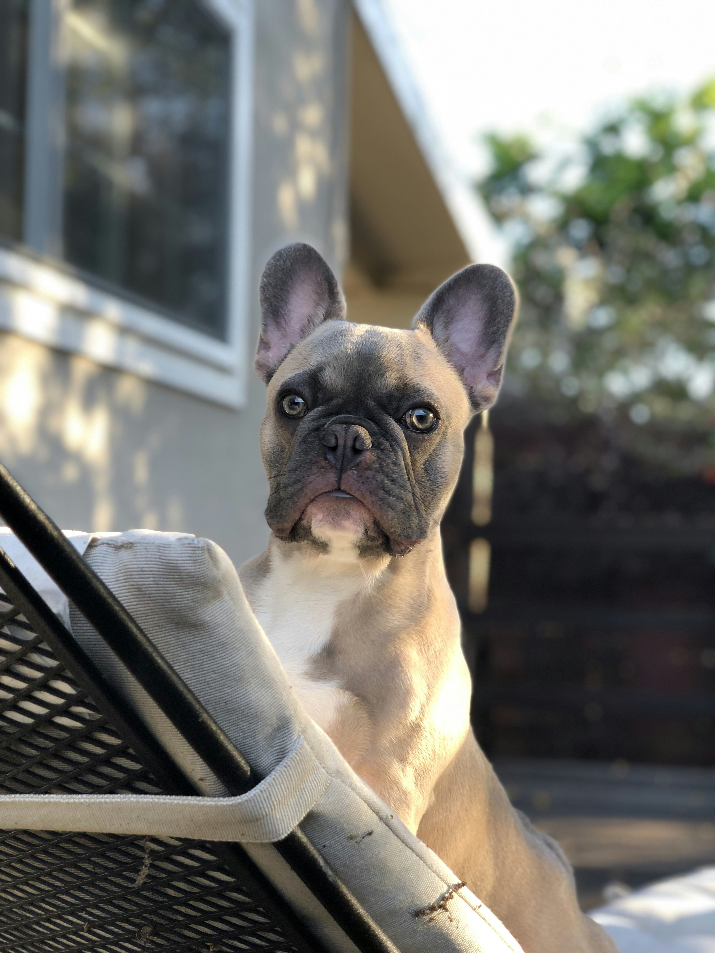 Are French Bulldogs Great Watchdogs?