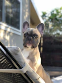 A blue French Bulldog puppy sitting attentively on a wooden porch with blooming flowers.