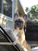 A proud platinum French Bulldog sitting gracefully on a rustic wooden porch in a Texas backyard.