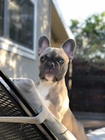 A platinum French Bulldog puppy sitting proudly on a wooden porch with Texas hill country in the background.