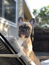 A French Bulldog with a light brown and white coat is perched on the edge of what appears to be a patio chair. The background includes a blurred exterior wall with a window and some greenery. The dog's expression appears attentive and alert.