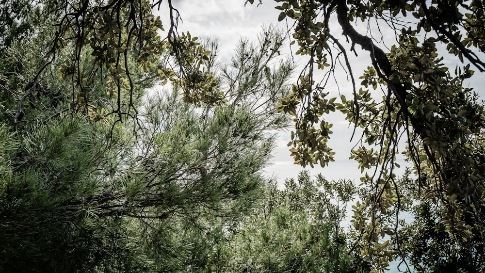 green trees under white clouds during daytime