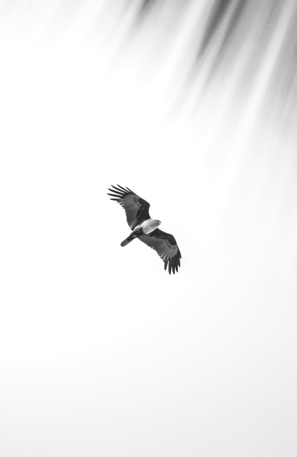 black and white bird flying