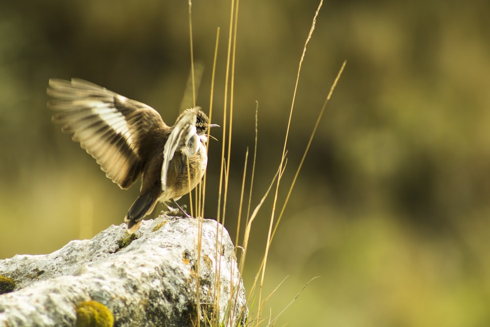 brown and white bird on gray rock during daytime