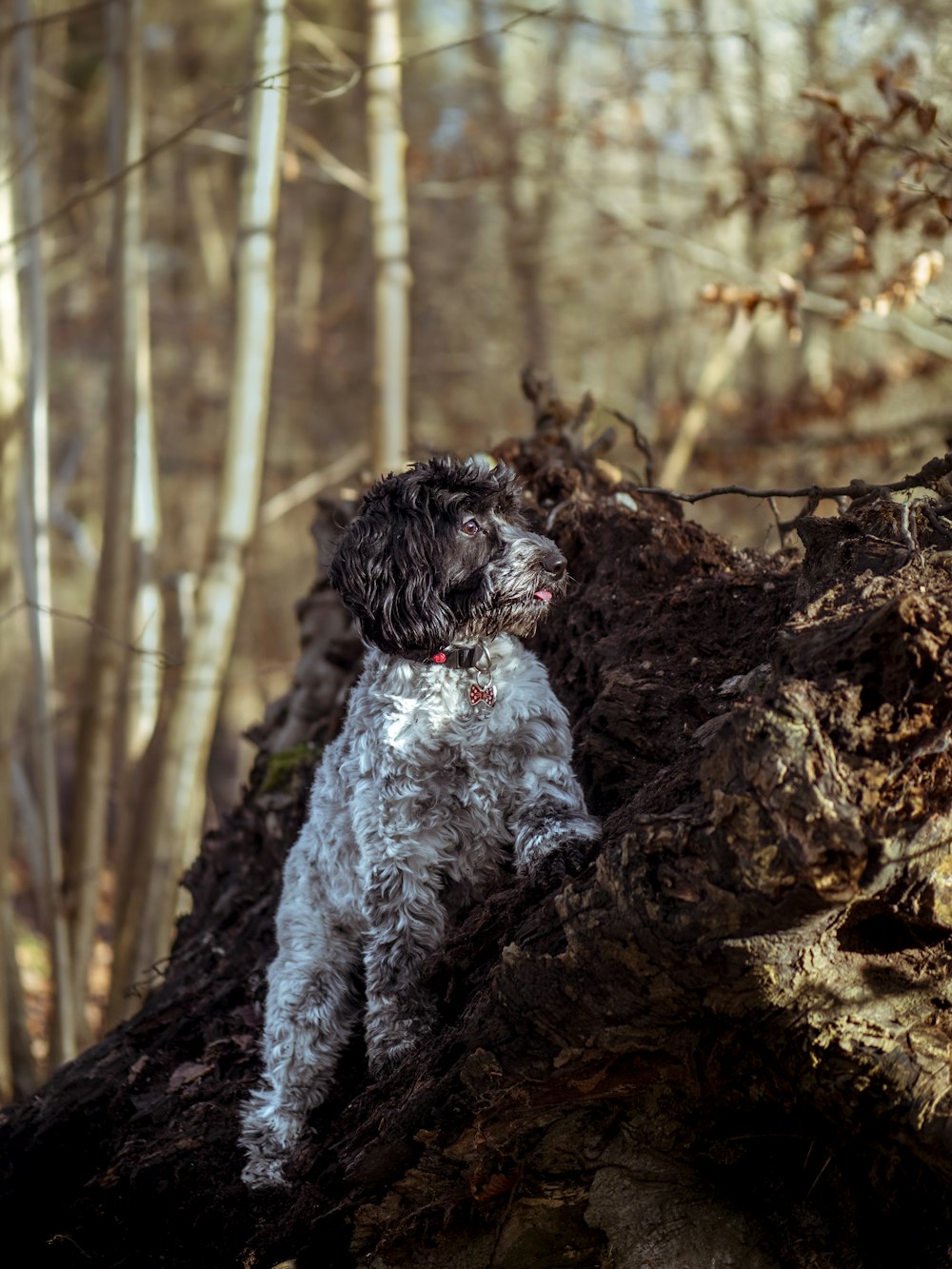 cachorro de caniche blanco y negro en el tronco de un árbol marrón durante el día