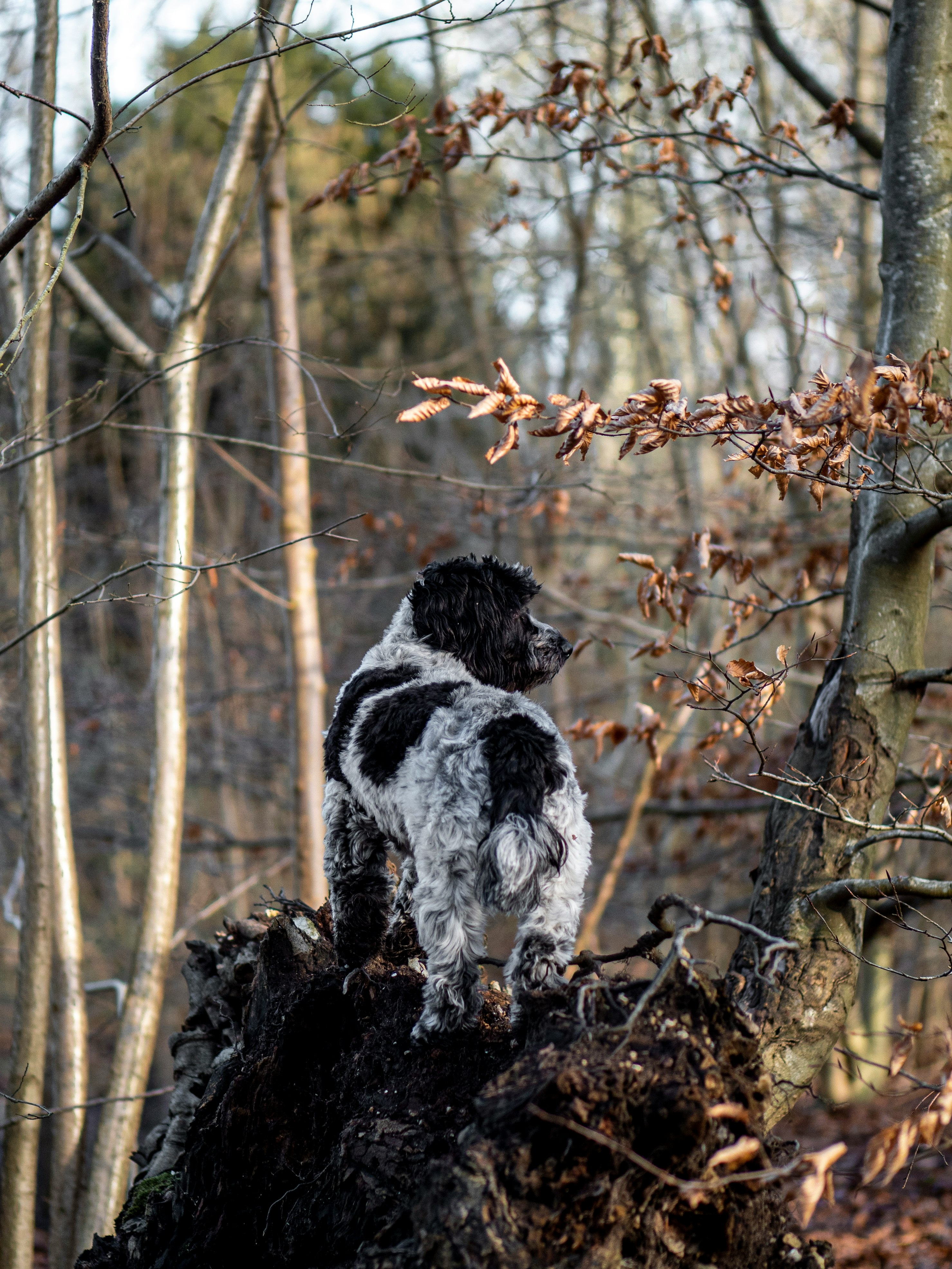 white and black short coat medium dog on brown dried leaves during daytime