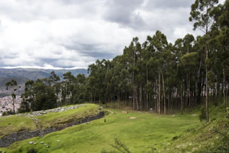 Close-up of a plot boundary with lush plants and a glimpse of nearby world-class infrastructure.
