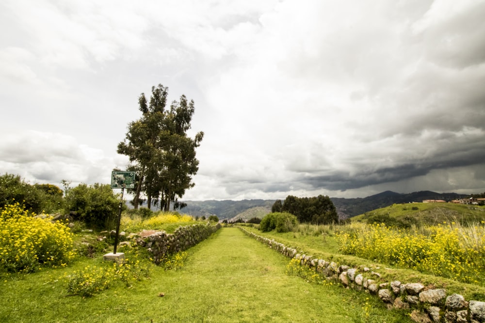 green grass field with green trees under white clouds during daytime