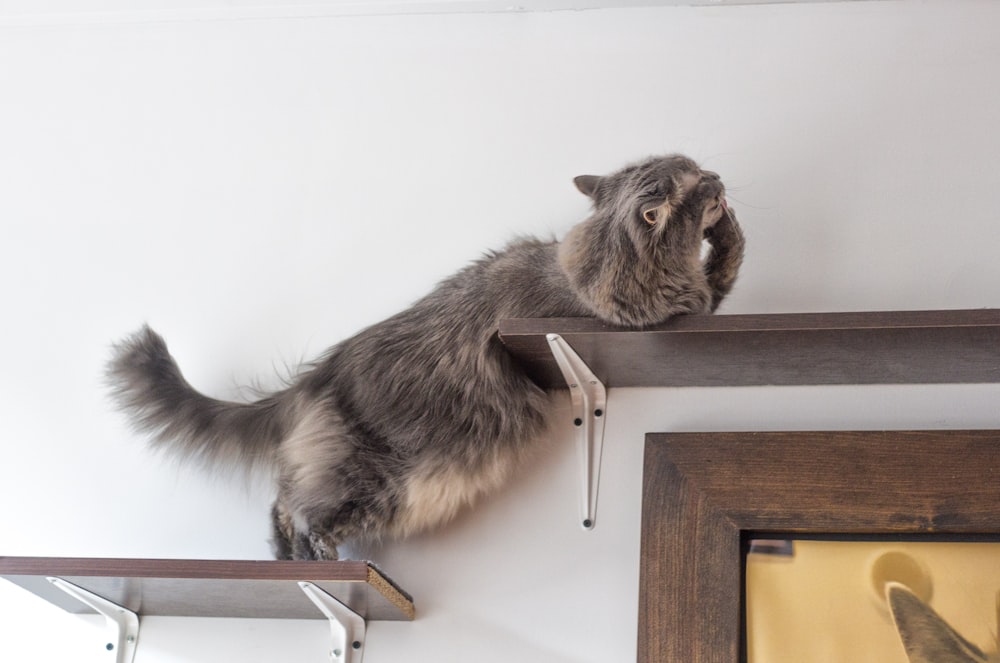 brown tabby cat on white wooden shelf
