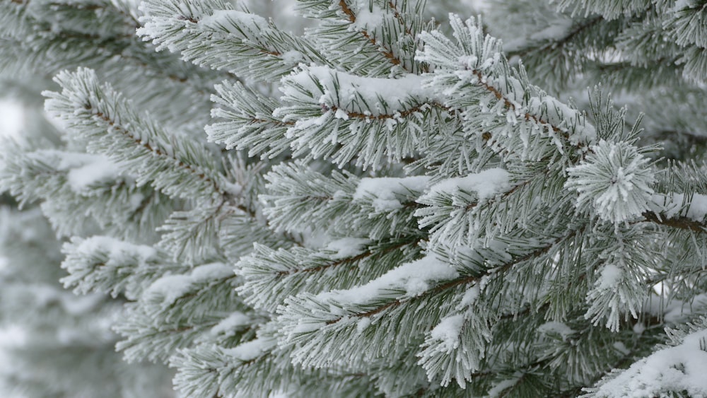 昼間の雪に覆われた松の木