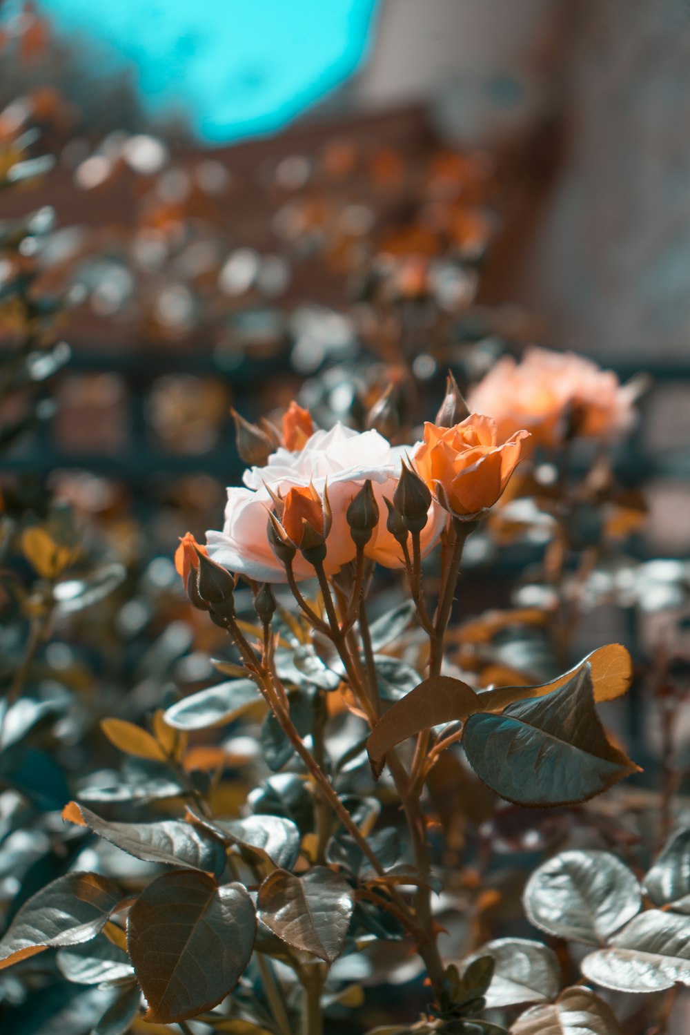 orange flower in tilt shift lens