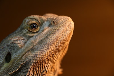 brown and black bearded dragon proud zoom background