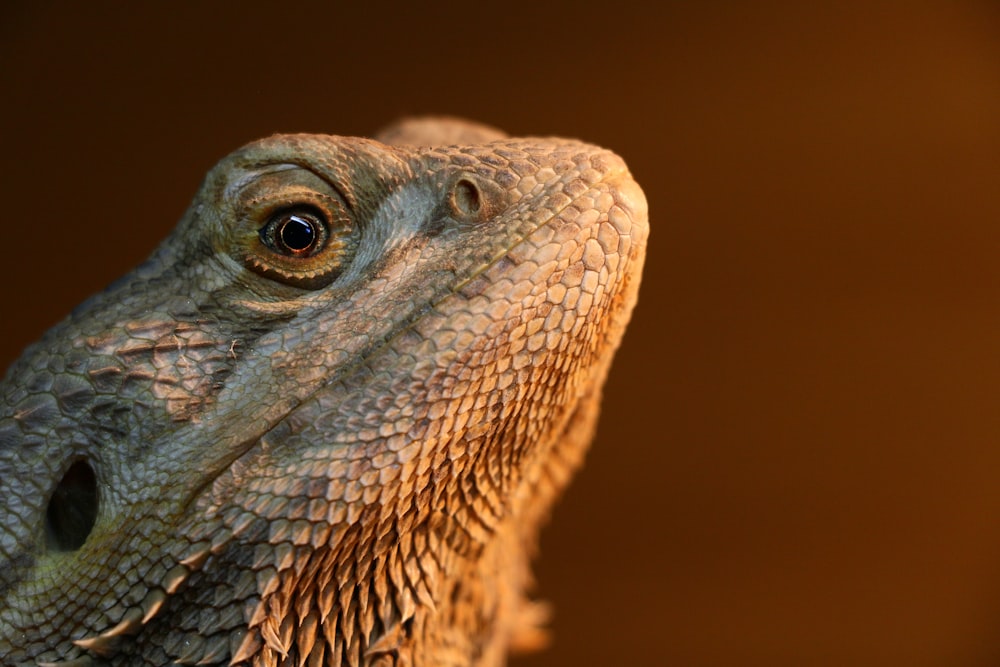 brown and black bearded dragon