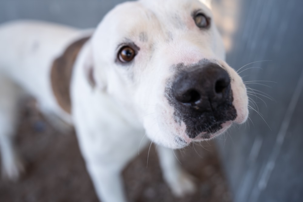 white and brown short coated dog