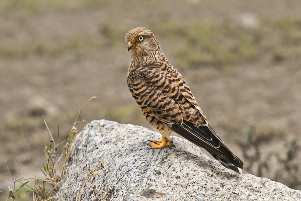 brown and white bird on gray rock during daytime