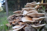 A cluster of mushrooms grows abundantly on a forest floor, surrounded by lush green grass. The mushrooms have wide caps with a beige and brown coloration, sitting atop stacked stems.