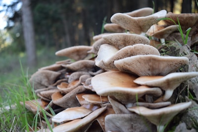 A cluster of mushrooms grows abundantly on a forest floor, surrounded by lush green grass. The mushrooms have wide caps with a beige and brown coloration, sitting atop stacked stems.