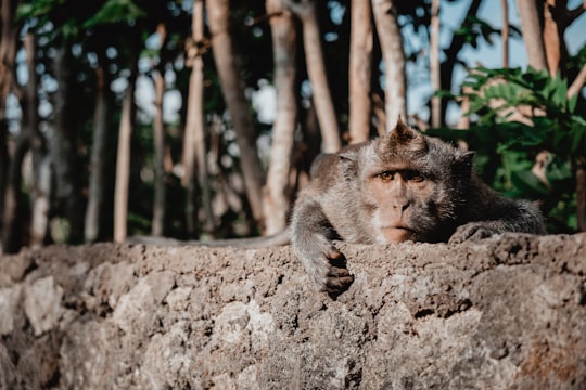 brown monkey on brown rock during daytime in Uluwatu Indonesia