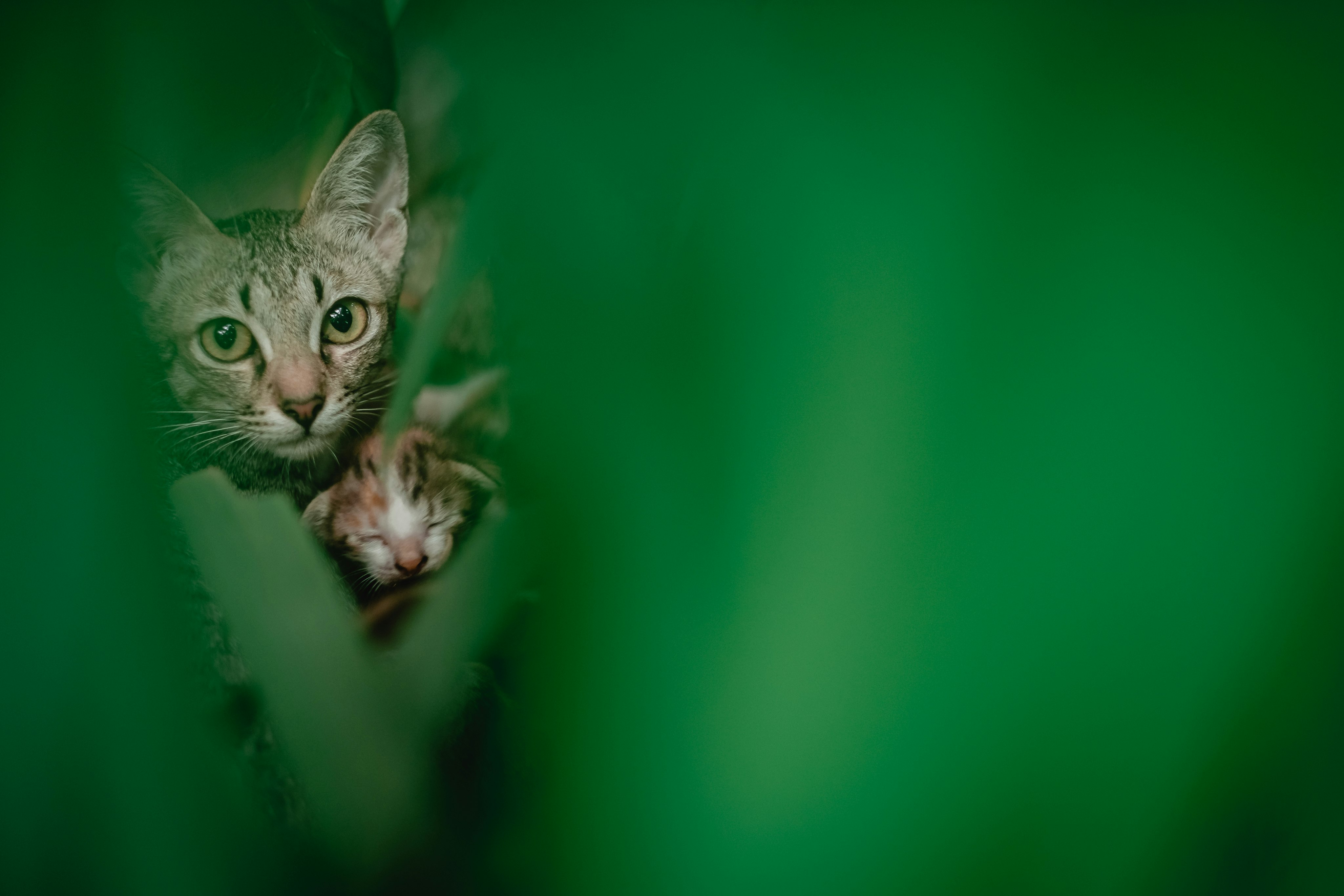 brown tabby cat in green background