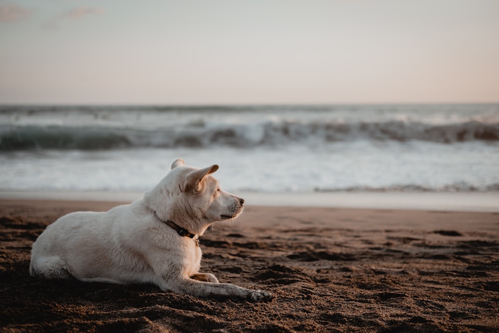 cane a pelo corto bianco sdraiato su sabbia marrone vicino allo specchio d'acqua durante il giorno