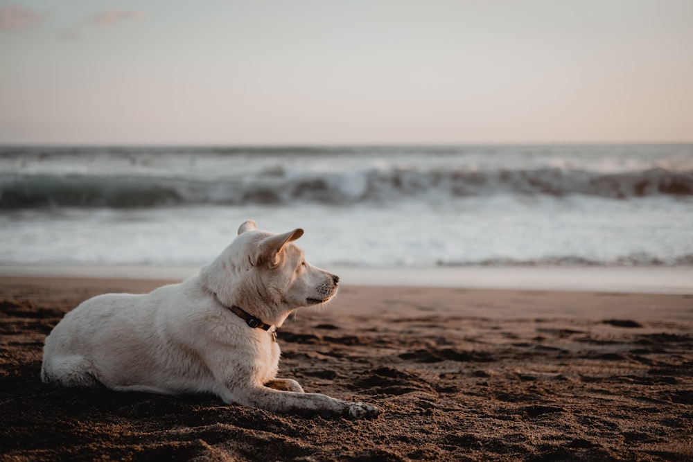 cão branco de pelagem curta deitado na areia marrom perto do corpo de água durante o dia